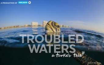 Read more about the article Troubled Waters, a Turtles Tale
