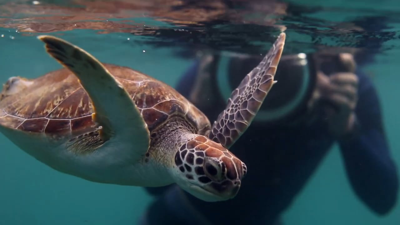 A Turtle's Tale Movie on Vimeo