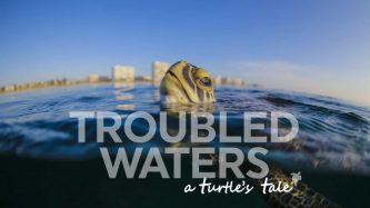 Troubled Waters - A Turtle's Tale Trailer PBS
A Turtle's Tale explores the impact of human behavior
on our environment-as seen through the lens of one of South Florida's
most beloved and fragile underwater creatures-the sea turtle.